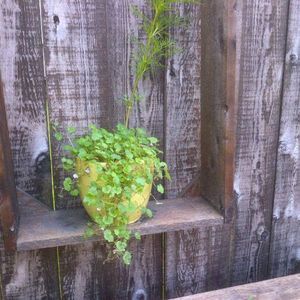 Meet your Posher, Tracey